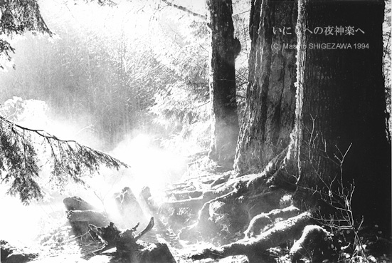 早朝のすがすがしい朝霧ただよう米国オレゴンの原生林。 木の葉は朝の光に揺れ、杉の巨木の香ばしい香りを含む朝霧が体を清める。朝ぼらけ 宇治の川霧たえだえに　あらはれわたる瀬々の網代木 権中納言 定頼